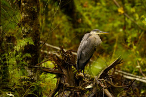 A juvenile Great Blue Heron perches on a fallen log in the forest.