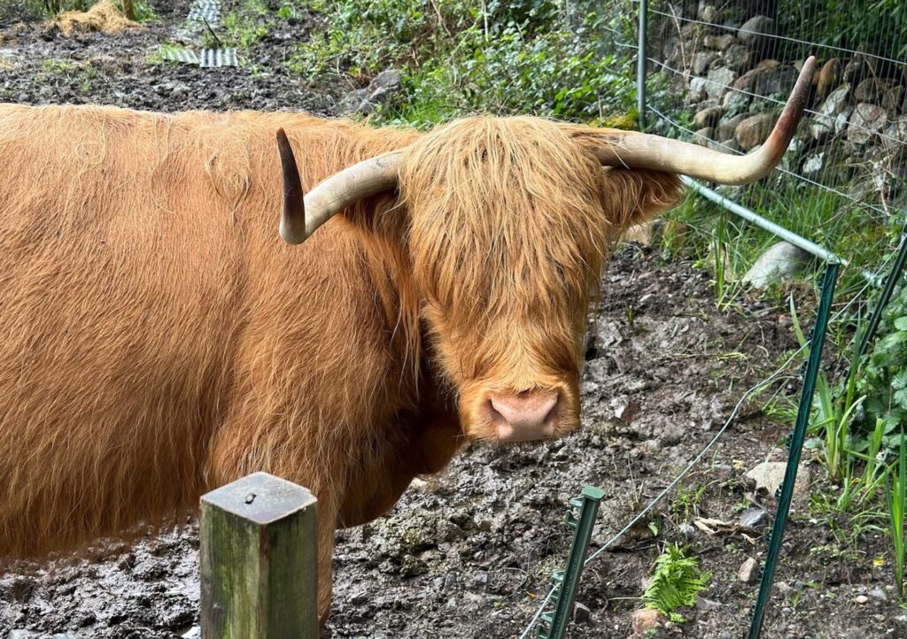 A shaggy Highland Cow lives at Glencoe Visitors Center, Scotland.