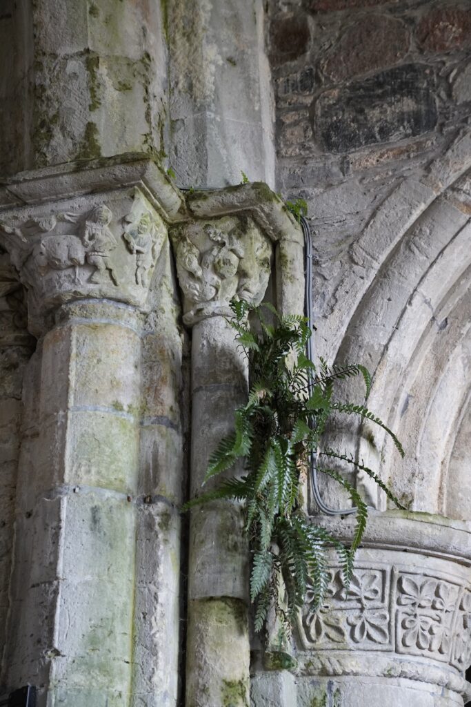 Ferns grow from cracks in the masonry in Scotland's historic Iona Abbey.