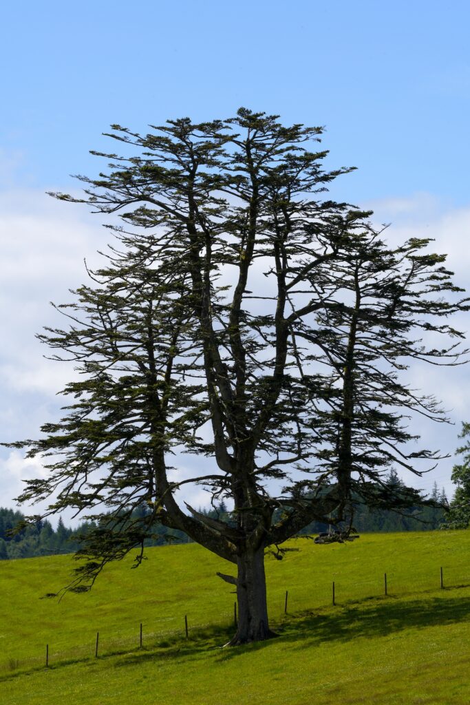 A stately Scotch Pine grows in Kilmartin Glen, Scotland.