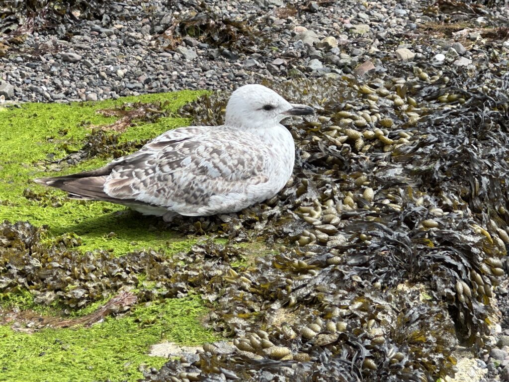 A seagull sits in a patch of kelp on the beach in Oban, Scotland at low tide.