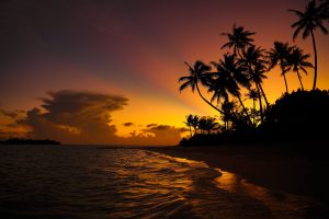 Beams of sunset light shoot from behind a cluster of silhouetted palm trees on Bora Bora.