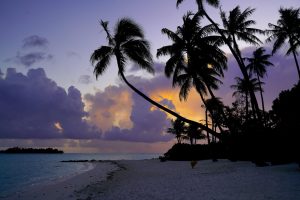 Silhouettes of palm trees hang over a beach during sunset on Bora Bora.