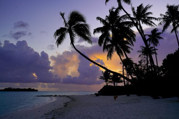 Silhouettes of palm trees hang over a beach during sunset on Bora Bora.