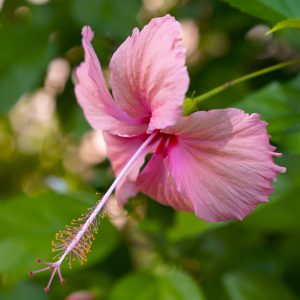 An extremely long style and pistils protrude from the center of a pink hibiscus flower on Bora Bora.