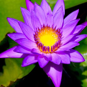 An exotic purple lotus blossom.