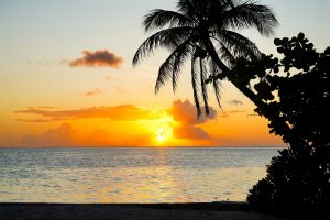 A silhoutted palm leans in front of a soft orange sunset on Taha'a, French Polynesia.