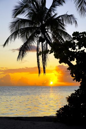 A silhoutted palm leans in front of a soft orange sunset on Taha'a, French Polynesia.